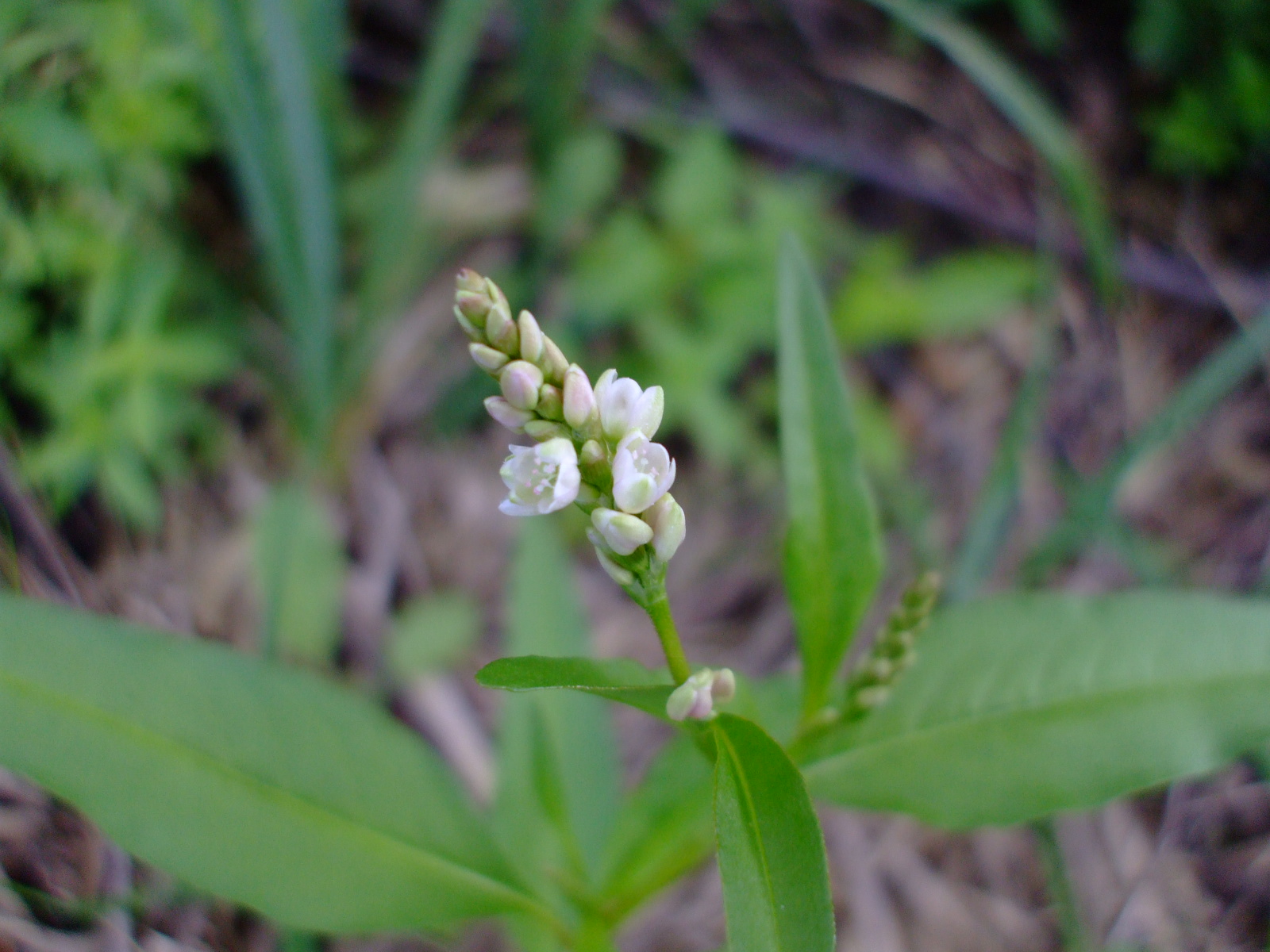 Polygonum pensylvanicum